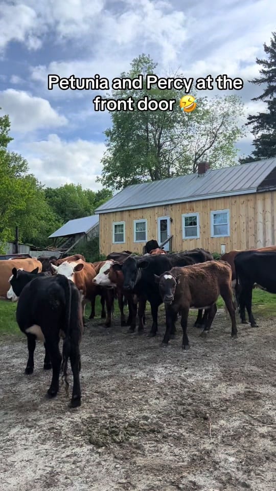 Post 10 by WindyWingFarm on TikTok (video)