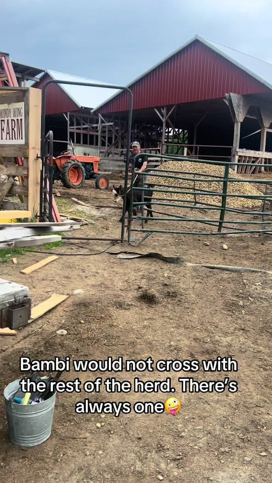 Post 5 by WindyWingFarm on TikTok (video)
