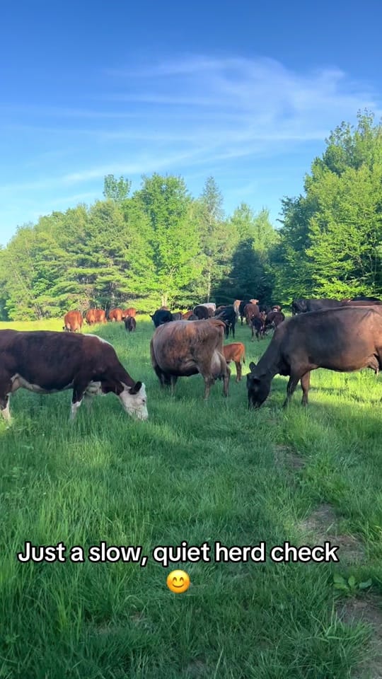 Post 1 by WindyWingFarm on TikTok (video)