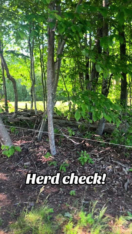 Post 4 by WindyWingFarm on TikTok (video)