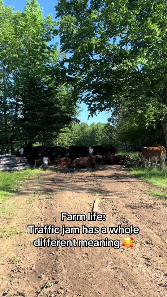 Post 2 by WindyWingFarm on TikTok (video)