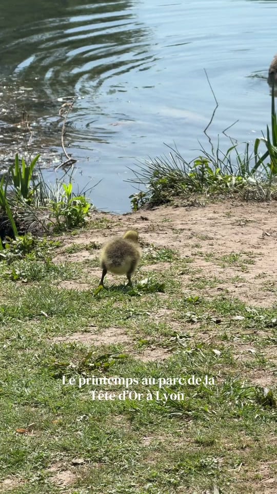 Post 3 by Charlotte on TikTok (video)