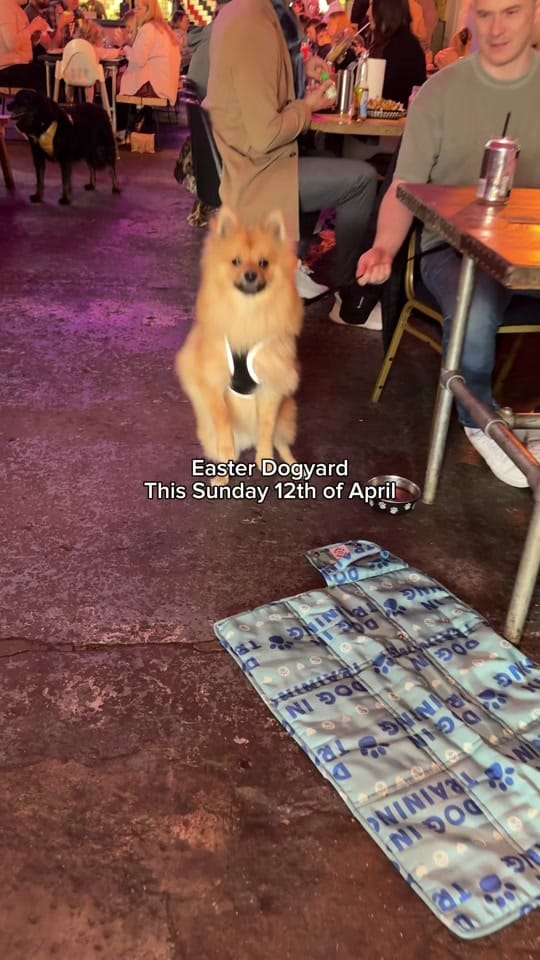 Post 4 by Dockyard Social on TikTok (video)