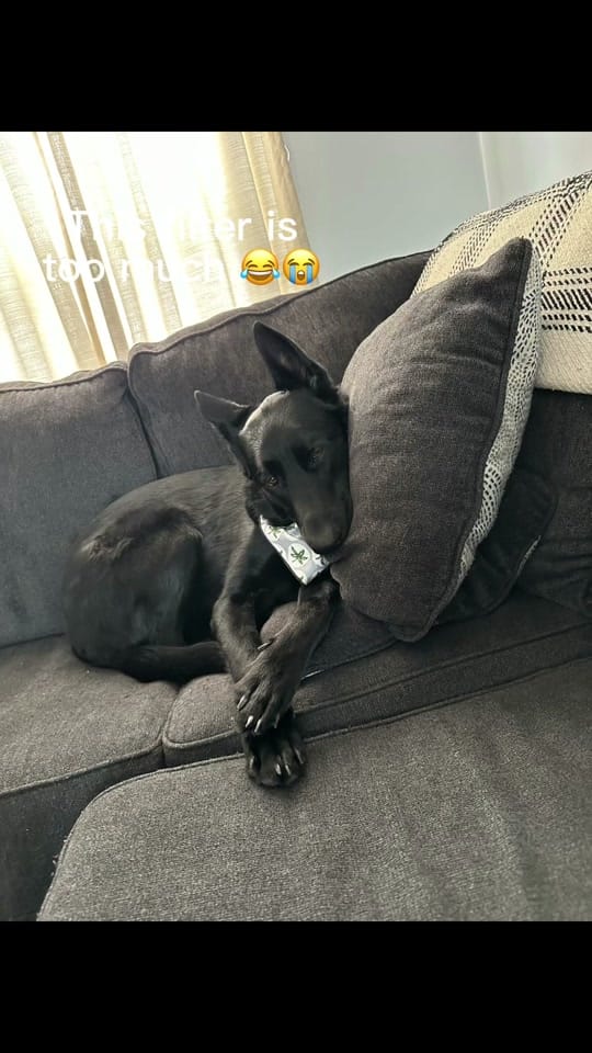 Post 4 by Katie Dierkes on TikTok (video)
