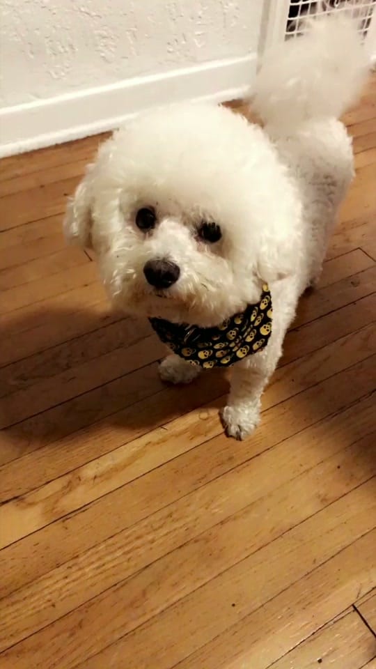 Post 3 by Shayna Ross on TikTok (video)