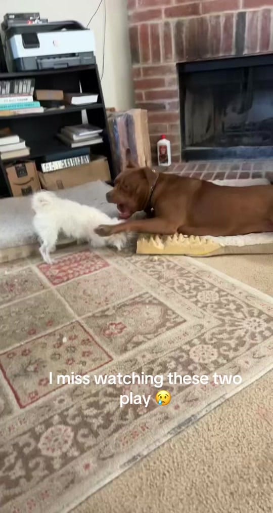 Post 3 by Rae Allen 🇺🇸 on TikTok (video)