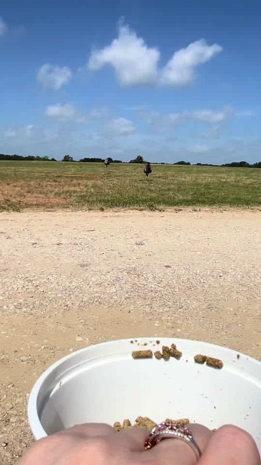 Post 10 by Rae Allen 🇺🇸 on TikTok (video)