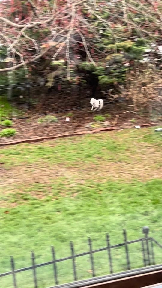 Post 4 by Sarah Weedman on TikTok (video)