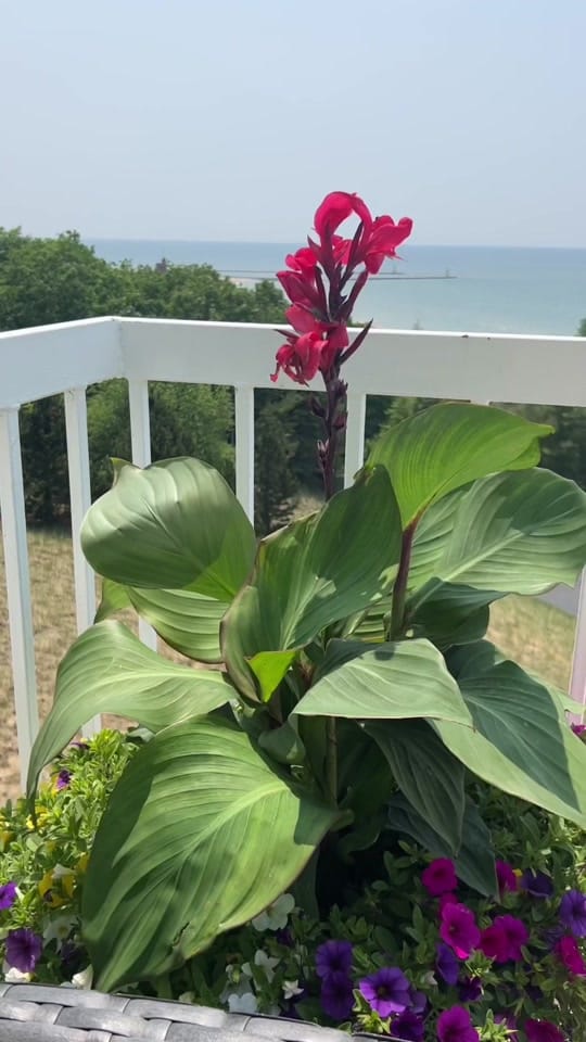 Post 7 by SBuzzitta-JohnsonArt on TikTok (video)