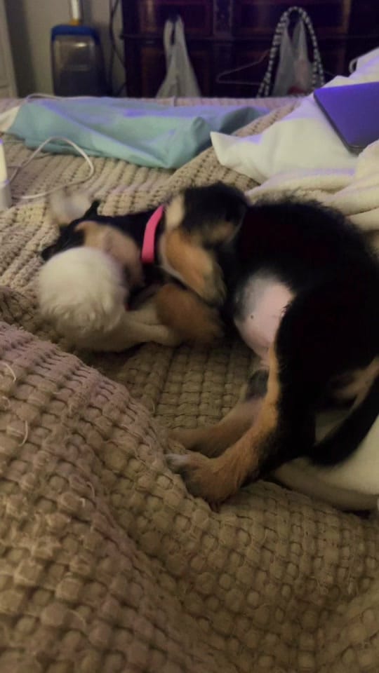 Post 1 by 💗 nikki.rush05 💗 on TikTok (video)