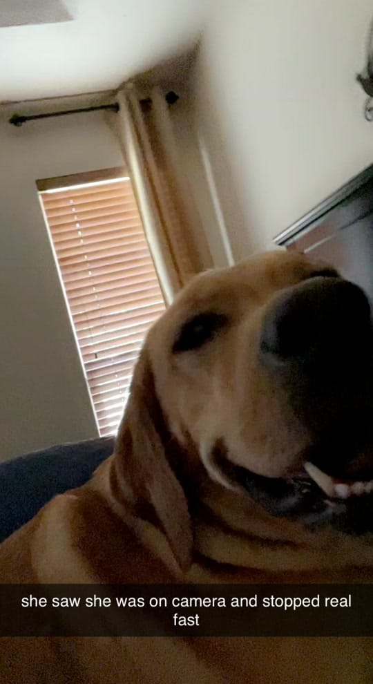 Post 9 by kendall carpenter on TikTok (video)