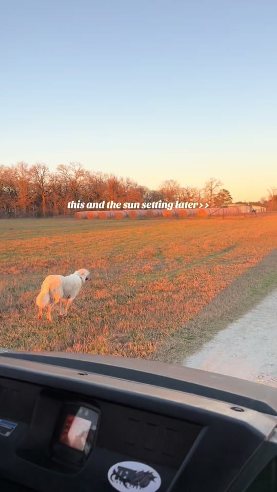 Post 4 by Lauren on TikTok (video)