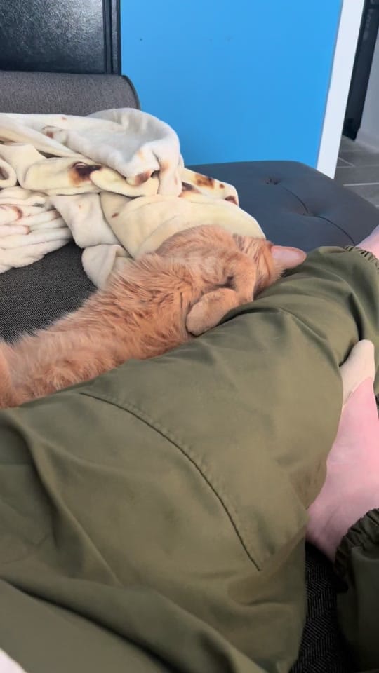 Post 5 by Mrs. Harlie on TikTok (video)