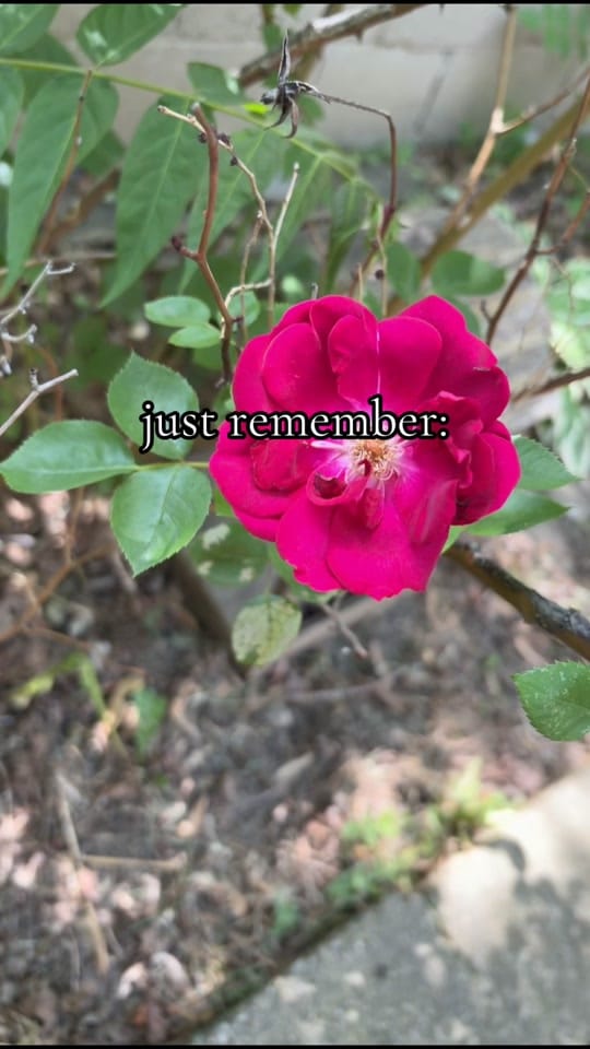 Post 1 by mama d || SAHM ✨ on TikTok (video)