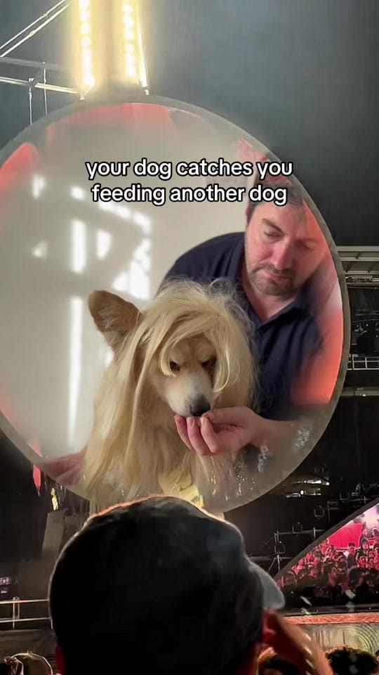 Post 9 by Marcel “Le Corgi” on TikTok (video)