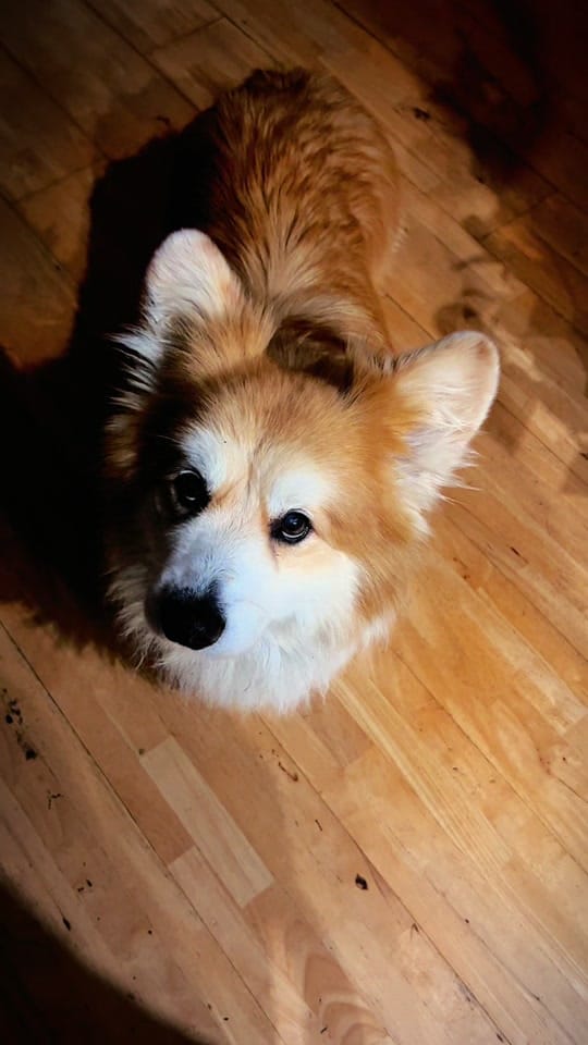Post 5 by Marcel “Le Corgi” on TikTok (video)