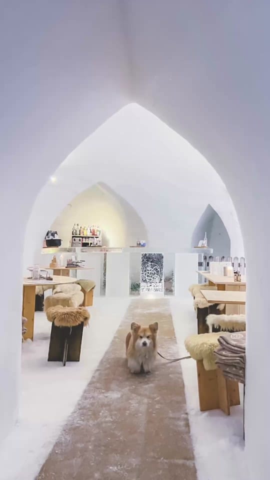 Post 3 by Marcel “Le Corgi” on TikTok (video)