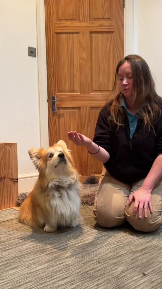 Post 4 by Marcel “Le Corgi” on TikTok (video)