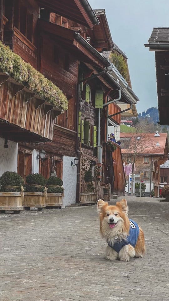 Post 2 by Marcel “Le Corgi” on TikTok (video)