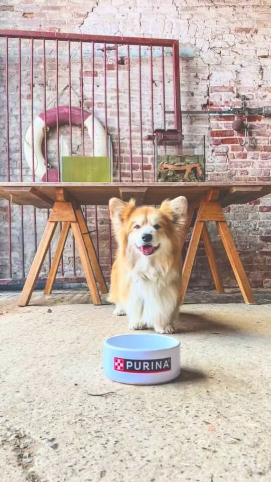 Post 7 by Marcel “Le Corgi” on TikTok (video)