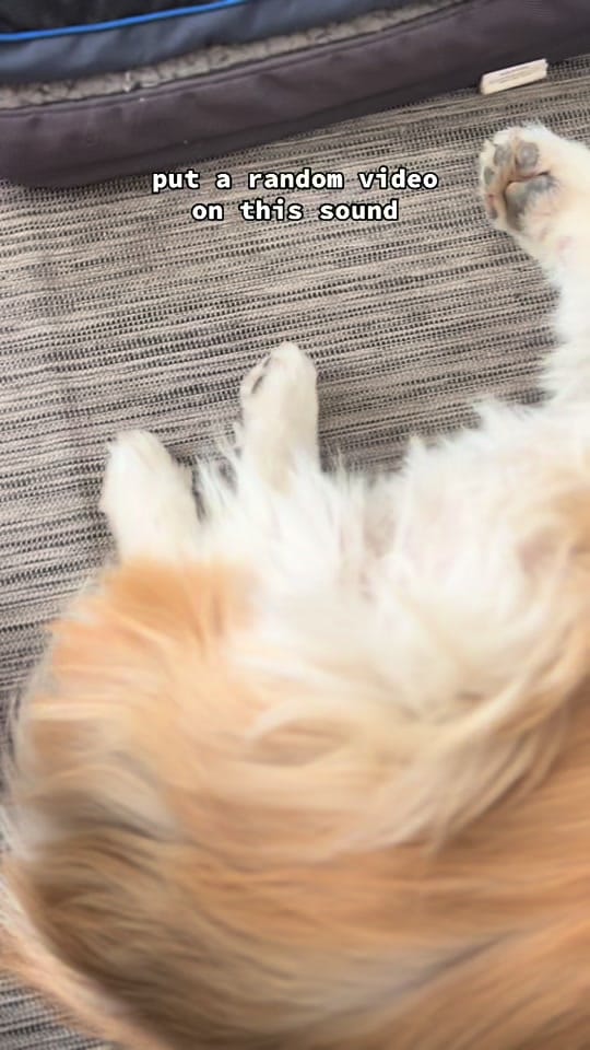 Post 8 by Marcel “Le Corgi” on TikTok (video)