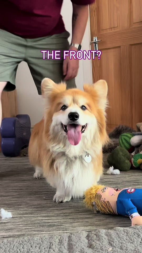 Post 10 by Marcel “Le Corgi” on TikTok (video)