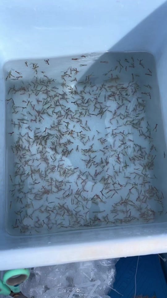 Post 5 by Padstow Sealife Safaris on TikTok (video)