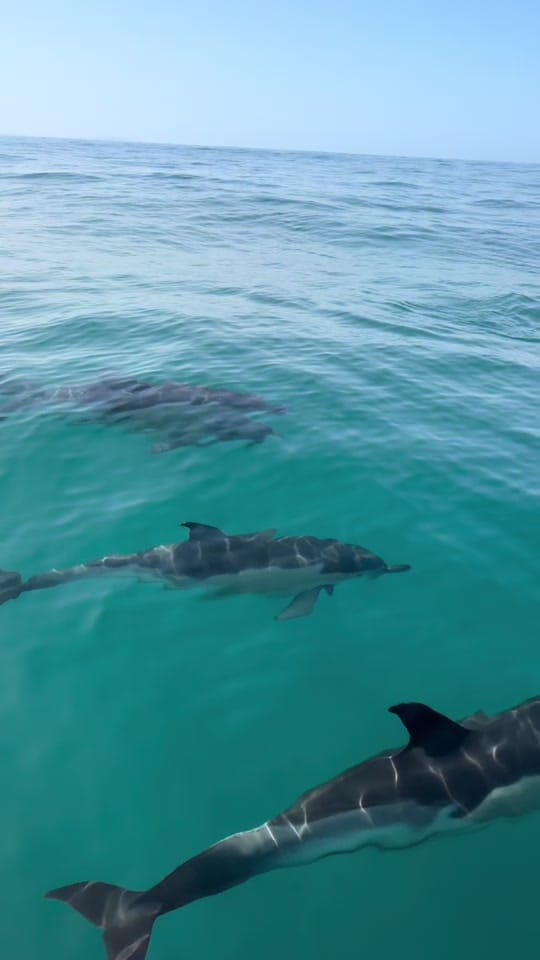 Post 8 by Padstow Sealife Safaris on TikTok (video)