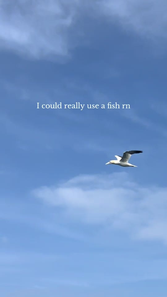 Post 1 by Padstow Sealife Safaris on TikTok (video)