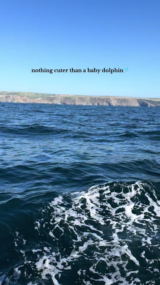 Post 9 by Padstow Sealife Safaris on TikTok (video)