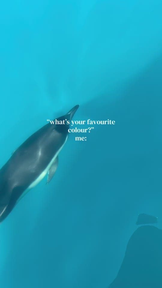 Post 4 by Padstow Sealife Safaris on TikTok (video)