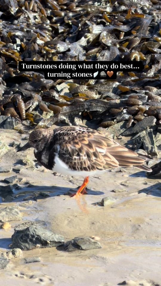 Post 7 by Padstow Sealife Safaris on TikTok (video)