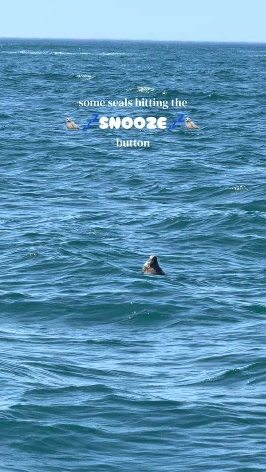 Post 2 by Padstow Sealife Safaris on TikTok (video)