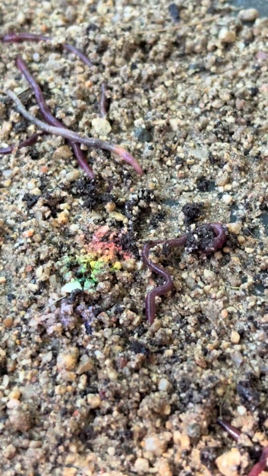 Post 5 by Carmel Mountain Preschool on TikTok (video)