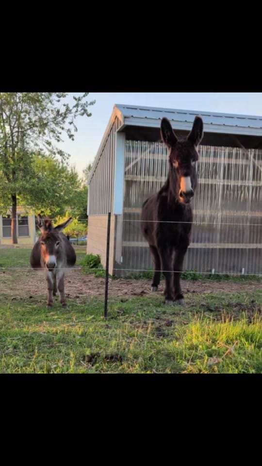 Post 7 by Gr8ful Roots Farm on TikTok (video)