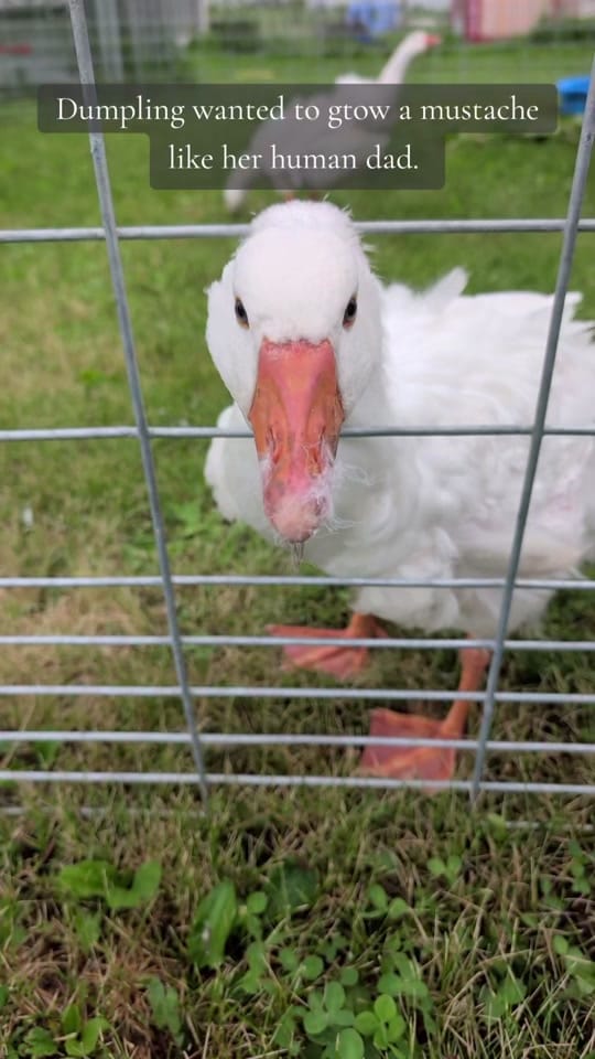 Post 3 by Gr8ful Roots Farm on TikTok (video)