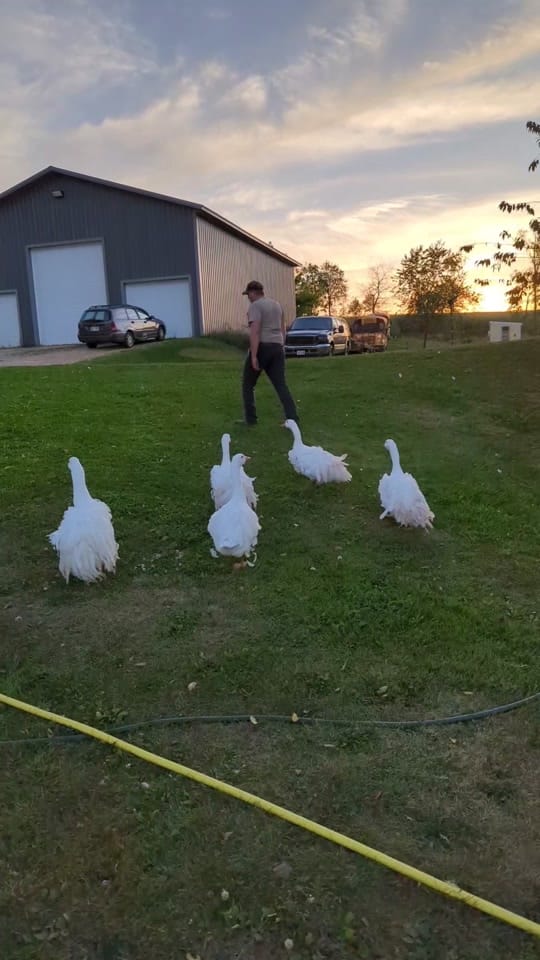 Post 10 by Gr8ful Roots Farm on TikTok (video)