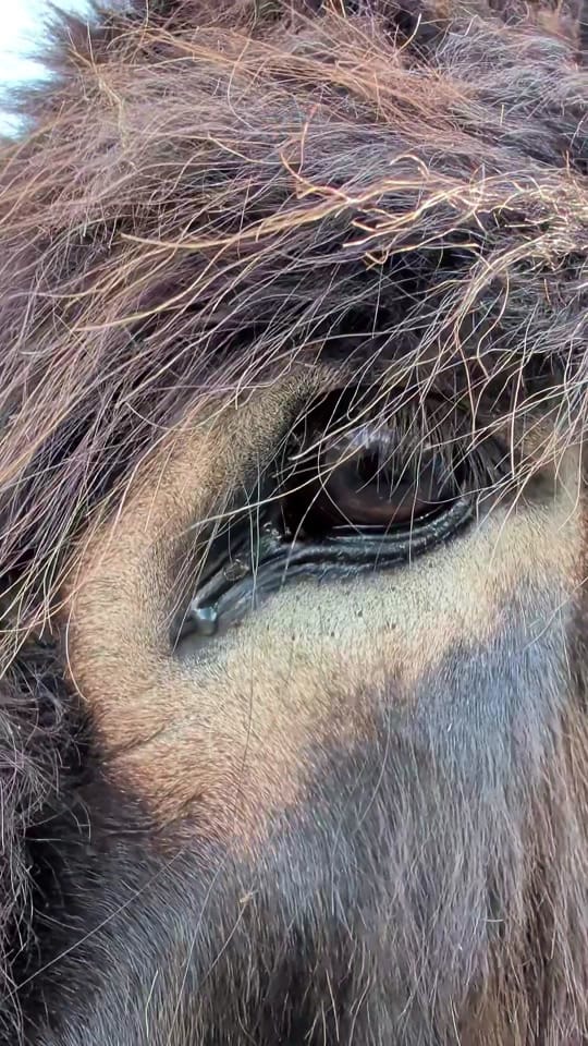 Post 6 by Gr8ful Roots Farm on TikTok (video)