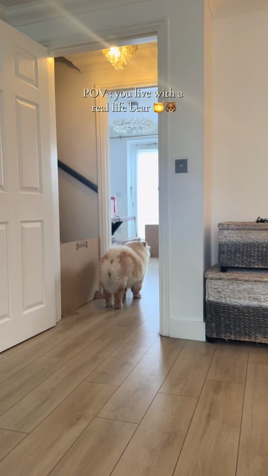 Post 4 by Honey the Chow on TikTok (video)
