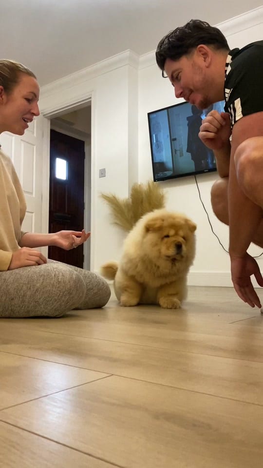 Post 10 by Honey the Chow on TikTok (video)