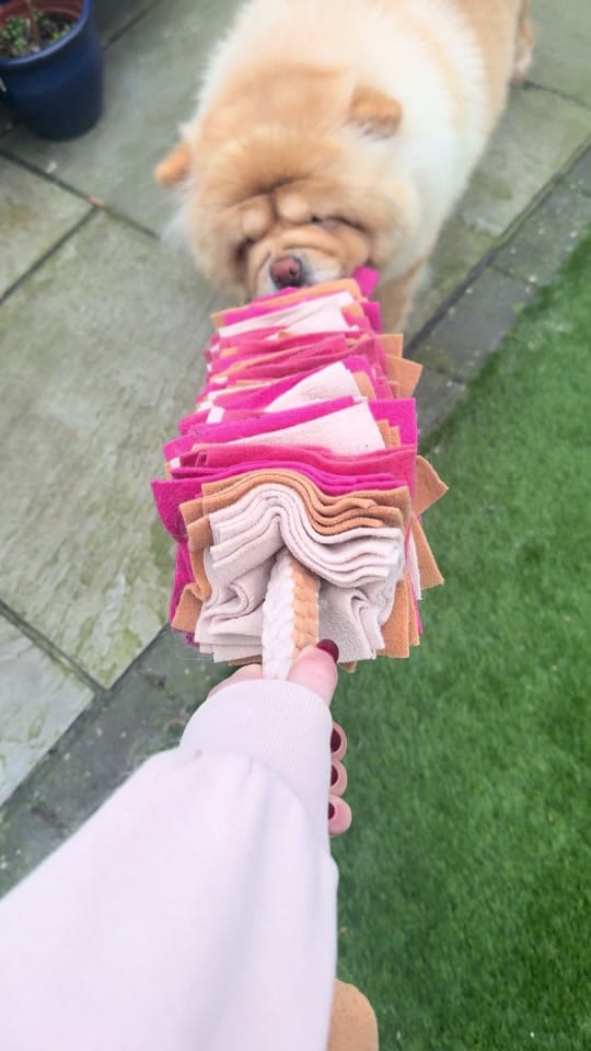 Post 3 by Honey the Chow on TikTok (video)