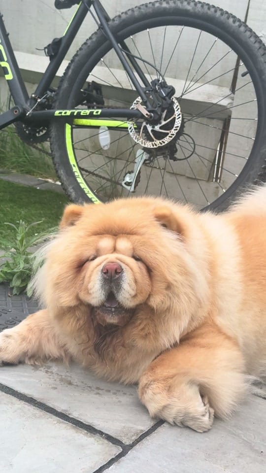 Post 1 by Honey the Chow on TikTok (video)
