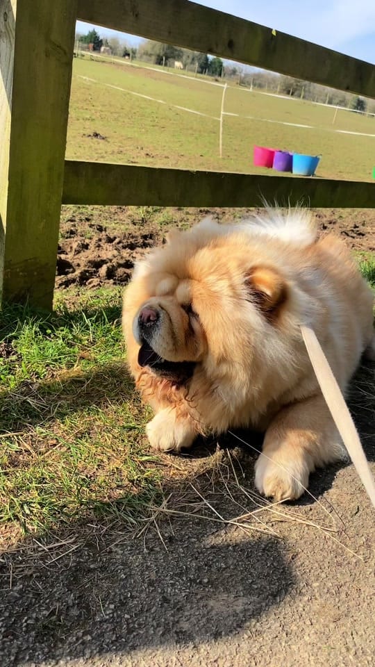 Post 7 by Honey the Chow on TikTok (video)