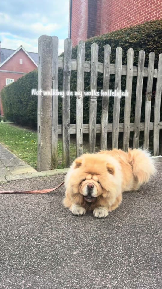 Post 2 by Honey the Chow on TikTok (video)