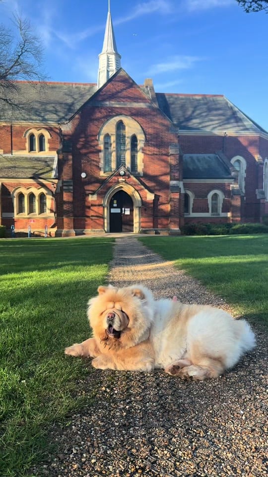 Post 5 by Honey the Chow on TikTok (video)