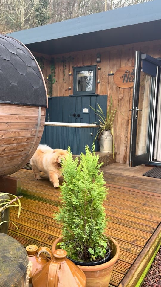 Post 6 by Honey the Chow on TikTok (video)