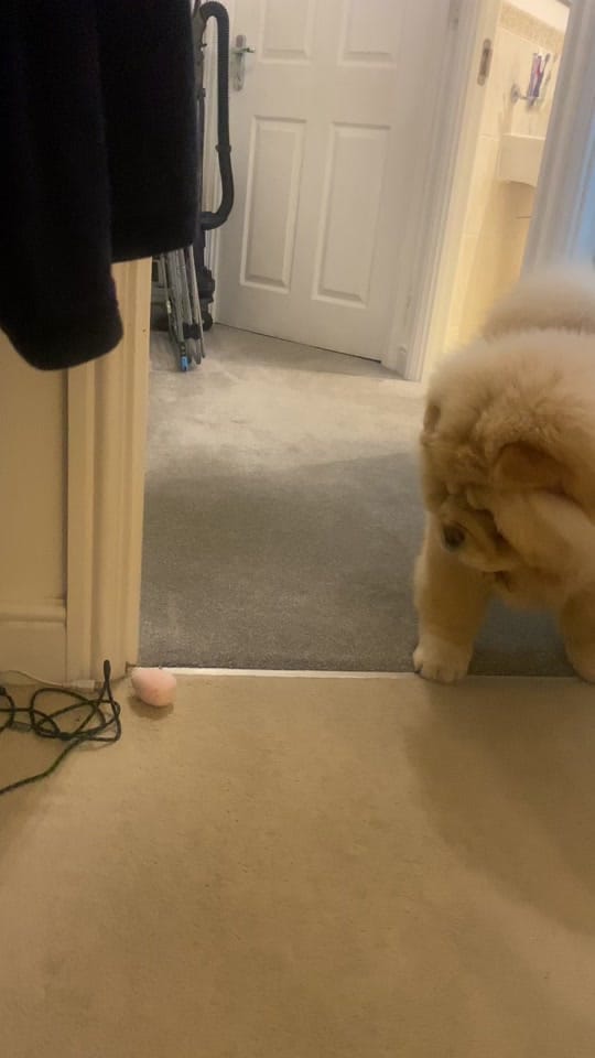 Post 9 by Honey the Chow on TikTok (video)
