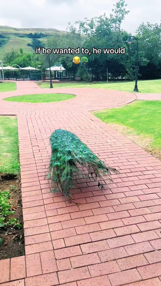 Post 8 by Travel with Kinii ✈︎ on TikTok (video)