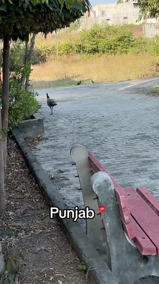 Post 9 by itsmanimalhotra on TikTok (video)