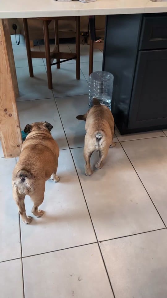 Post 2 by Lianne Habets on TikTok (video)